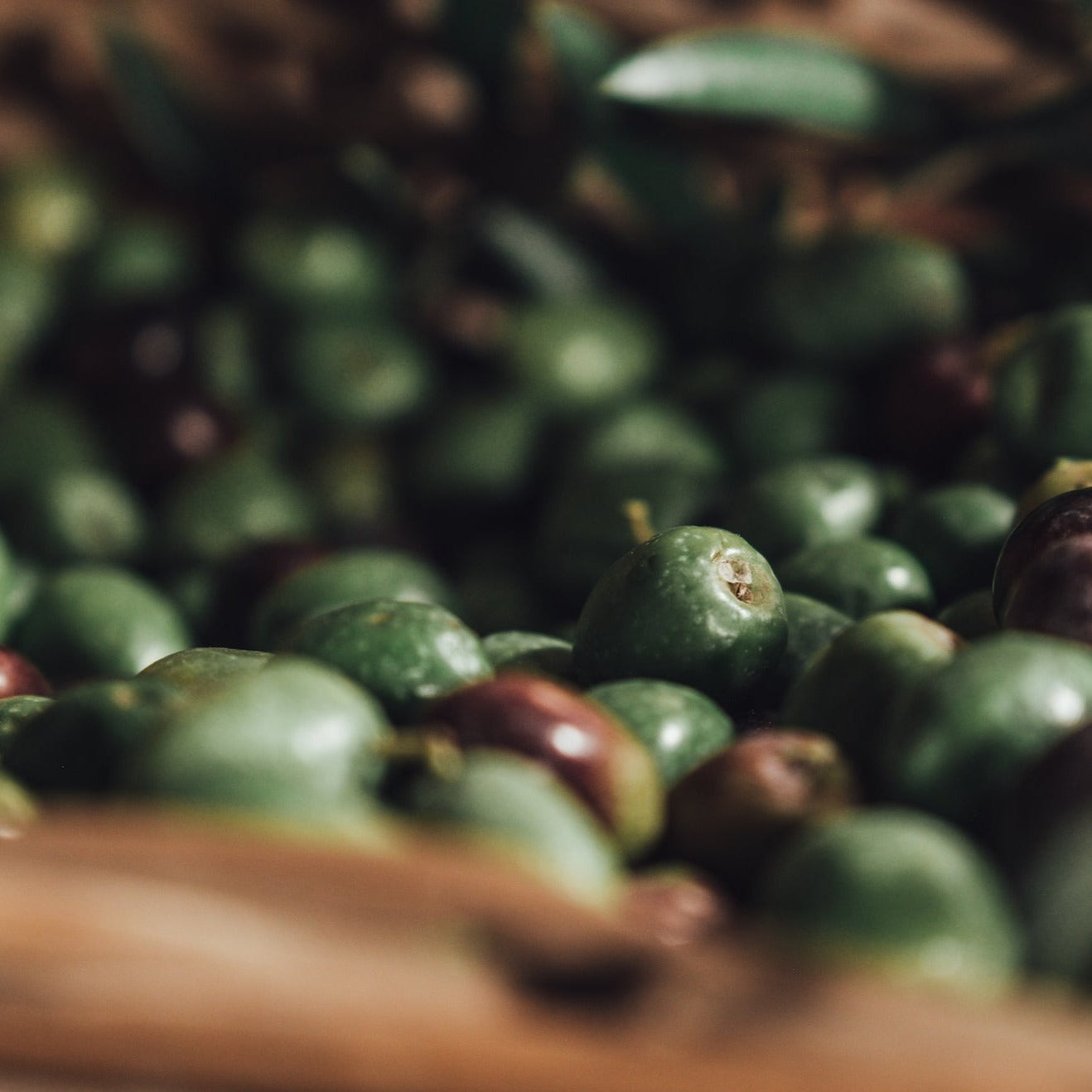 olio extravergine di oliva DOP